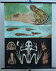 Bundesrepublik Deutschland Schulwandkarte / Rollbild Karte / Lehrtafel / Biologie / Brauner Grasfrosch -