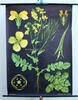 Bundesrepublik Deutschland Schulwandkarte / Rollbild Karte / Lehrtafel / Biologie / Raps / Brassica napus -