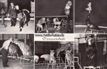 Hamburg-Stellingen Ansichtskarte/Postkarte/Gruß aus der Dressurschule/Carl Hagenbeck's Tierpark... -