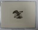 Briefmarken BEP souvenir card B 65 FUN Proof Eagle on Vignette brown -