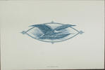 Briefmarken BEP 1995 B-200 ANA 1919 Flying Eagle w Flag (Die #9918) Vignette Intaglio Print -