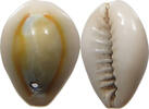 CHINA  Cowry shell money SS+ 16,00 EUR  zzgl. 5,99 EUR Versand