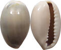 CHINA  Cowry shell money VZ 16,00 EUR  zzgl. 5,99 EUR Versand