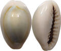CHINA  Cowry shell money VZ 16,00 EUR  zzgl. 5,99 EUR Versand