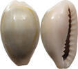 CHINA  Cowry shell money VZ 16,00 EUR  zzgl. 5,99 EUR Versand