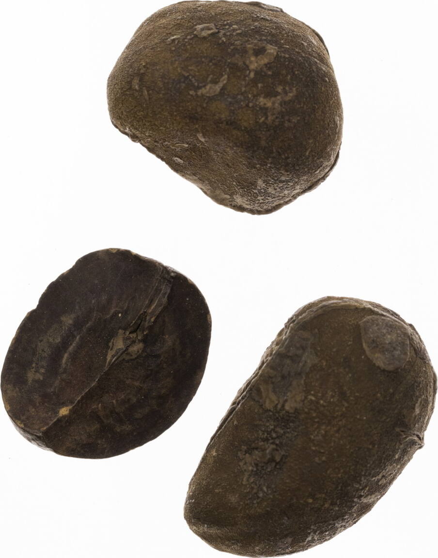 Bio Bitter Kolanüsse: Frische Garcinia Aus Afrika - 10 Stück