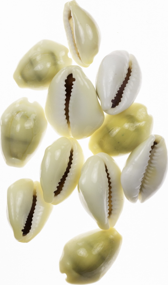 Afrika, Asien, Europa, Ozeanien 10 Kauris 1819. Jh. Kauri vz