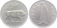 Irland 5 Pingin Stier - Tiere -