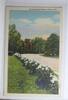 AK USA Eimwood Park Peonies, Omaha, Neb ungebraucht -