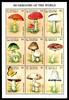 St. Vincent KB mit St. Vincent KB mit 4310-4318 postfrisch Pilze MiNr. 4310-4318 postfrisch Pilze -
