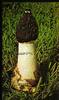 Guyana Guyana Block 105 postfrisch Pilze MiNr. Block 105 postfrisch Pilze -