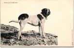 AK Schweiz Chien du St. Bernard ungebraucht -