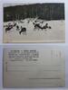 AK Ungarn Tiere im Wald ungebraucht -
