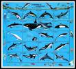 Palau ZD-Bogen Palau ZD-Bogen 444-463 postfrisch Delhine, Wale MiNr. 444-463 postfrisch Delhine, Wale -