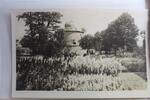 AK Erfurt Gartenschau, Blick zur Sternwarte ungebraucht -