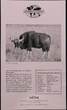 LAOS , KM# 69 , Silver, 500 Kip, 1998, Proof, Kouprey - wild bull. Scarce silver proof coin! Seldom seen on auctions! Elusive t