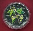 Kanada 5 Dollars Silbermünze 2003 Maple Leaf (1 oz, coloriert) Stempelglanz in Kapsel mit Zertifikat & Box