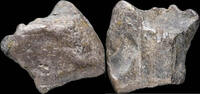 Roman Republic Awesome Ancient Silver Precoin - 16 mm / 5.39 gr. -