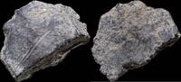 Roman Republic  Awesome Ancient Silver Precoin - 24 mm / 12.13 gr. ss