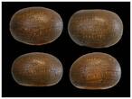 Ancient art  Exceptional XL Peruvian chiseled gourd, 31 cm., c. 19th. cent.!