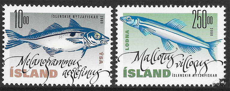 Island 2000 ** Nutzfische (III)