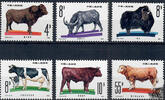 China 1981 ** - Haustiere: Rinder -