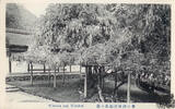 Deutschland Ansichtskarte Wisteria and Mikiden -