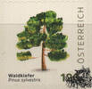 Österreich Österreich 2025 o - € 1,20 BM Waldkiefer - Pinus sylvestris -