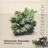 Österreich Österreich 2025 ** - € 1,90 BM Schwarzer Holunder - Sambucus nigra -