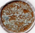 Cyprus 2nd century BC ancient Phoenecian Tyche coin